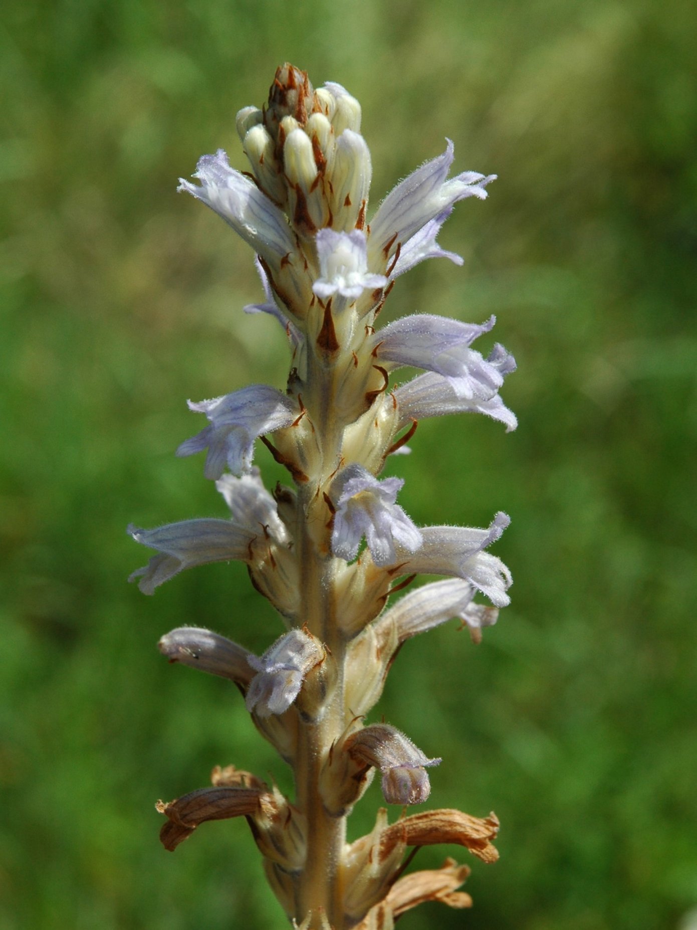 Phelipanche (Orobanche) purpurea / Succiamele azzurro